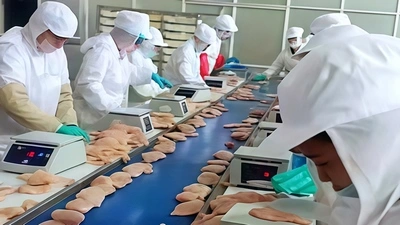 ماكينة تغليف الدجاج بالطحين الآلية لمجموعة Sunner Group